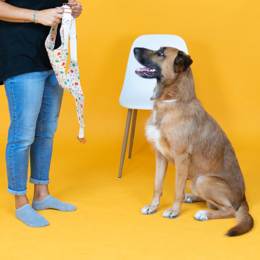 Dog Harness
