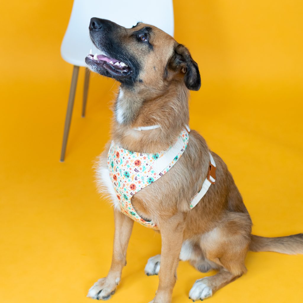 Dog Harness