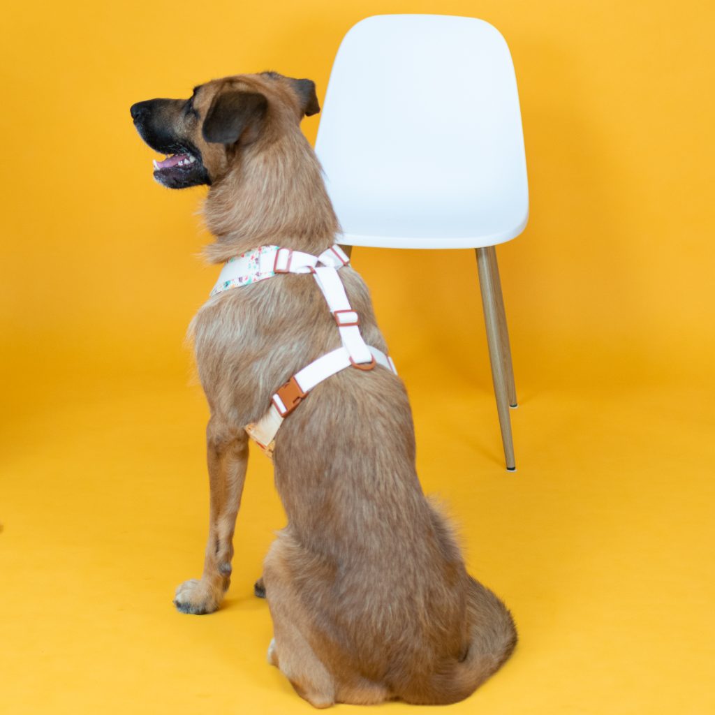 Dog Harness