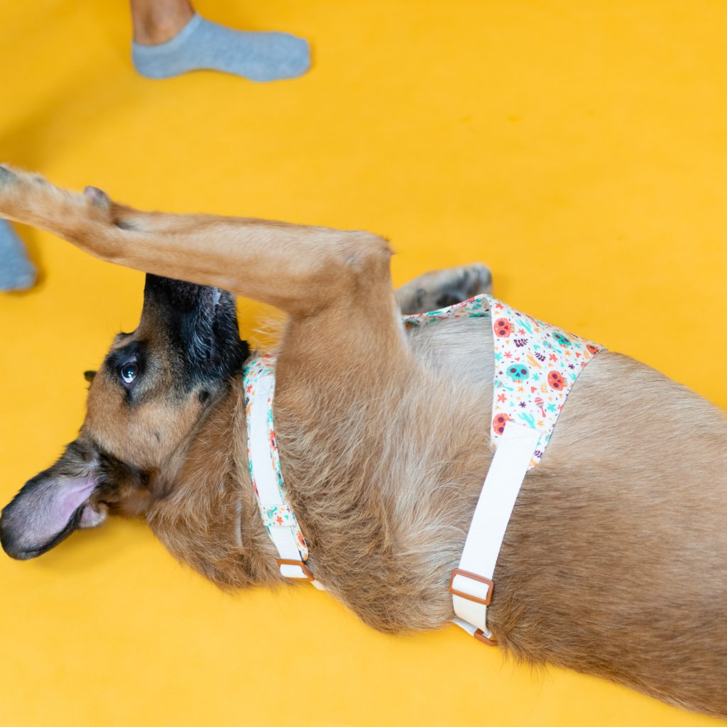 Dog Harness