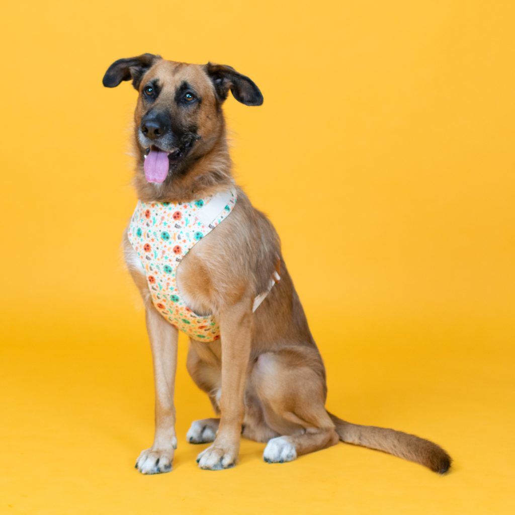 Dog Harness