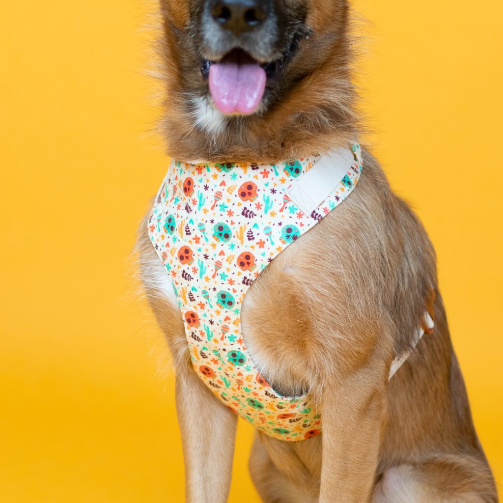Dog Harness