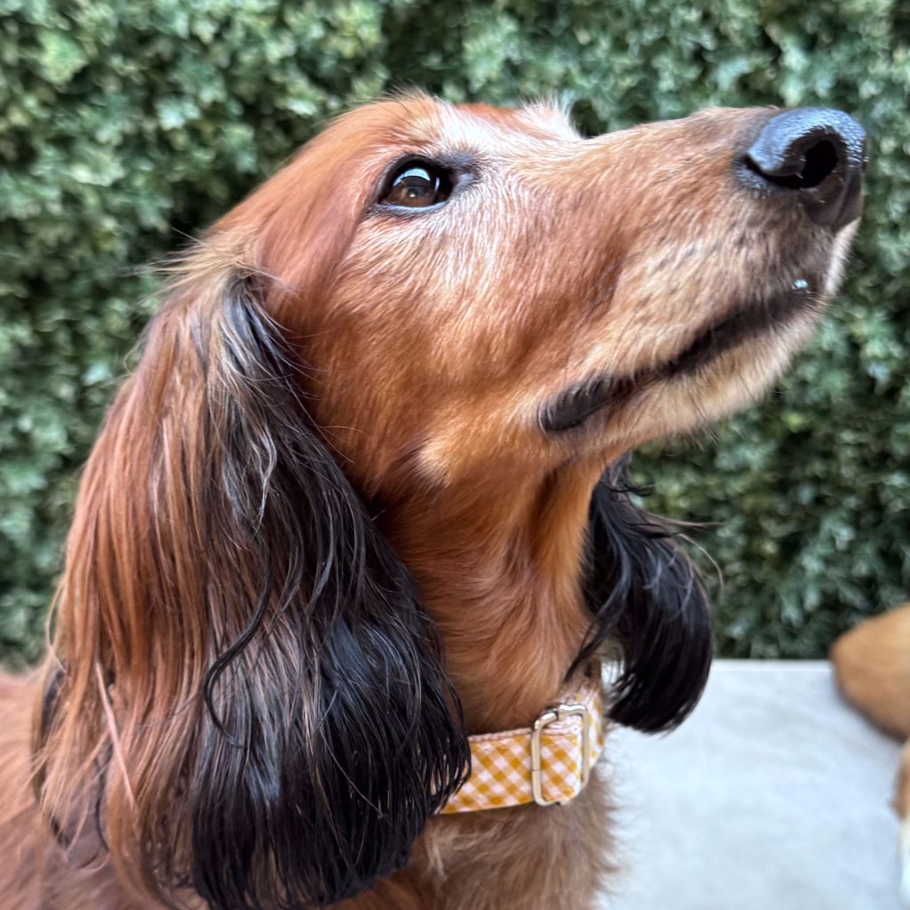 Martingale Dog Collar