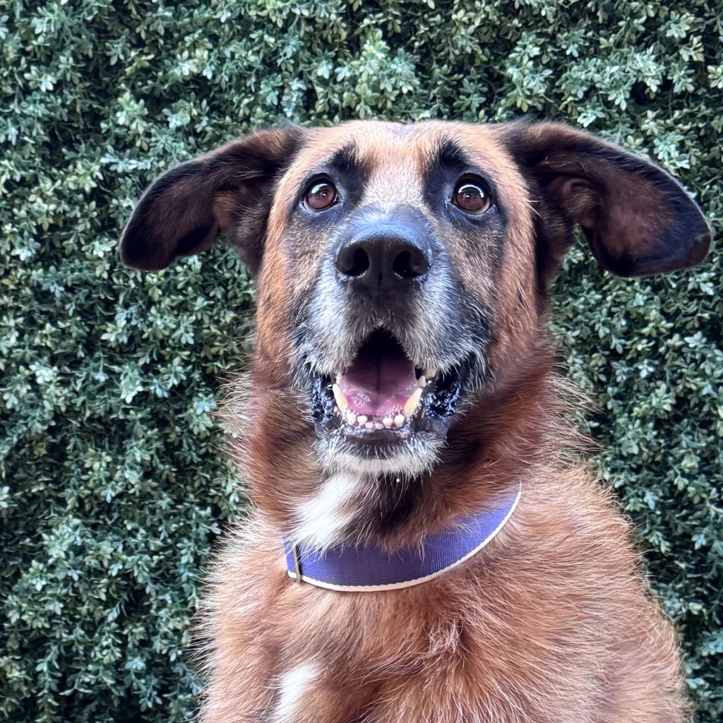 Martingale Dog Collar