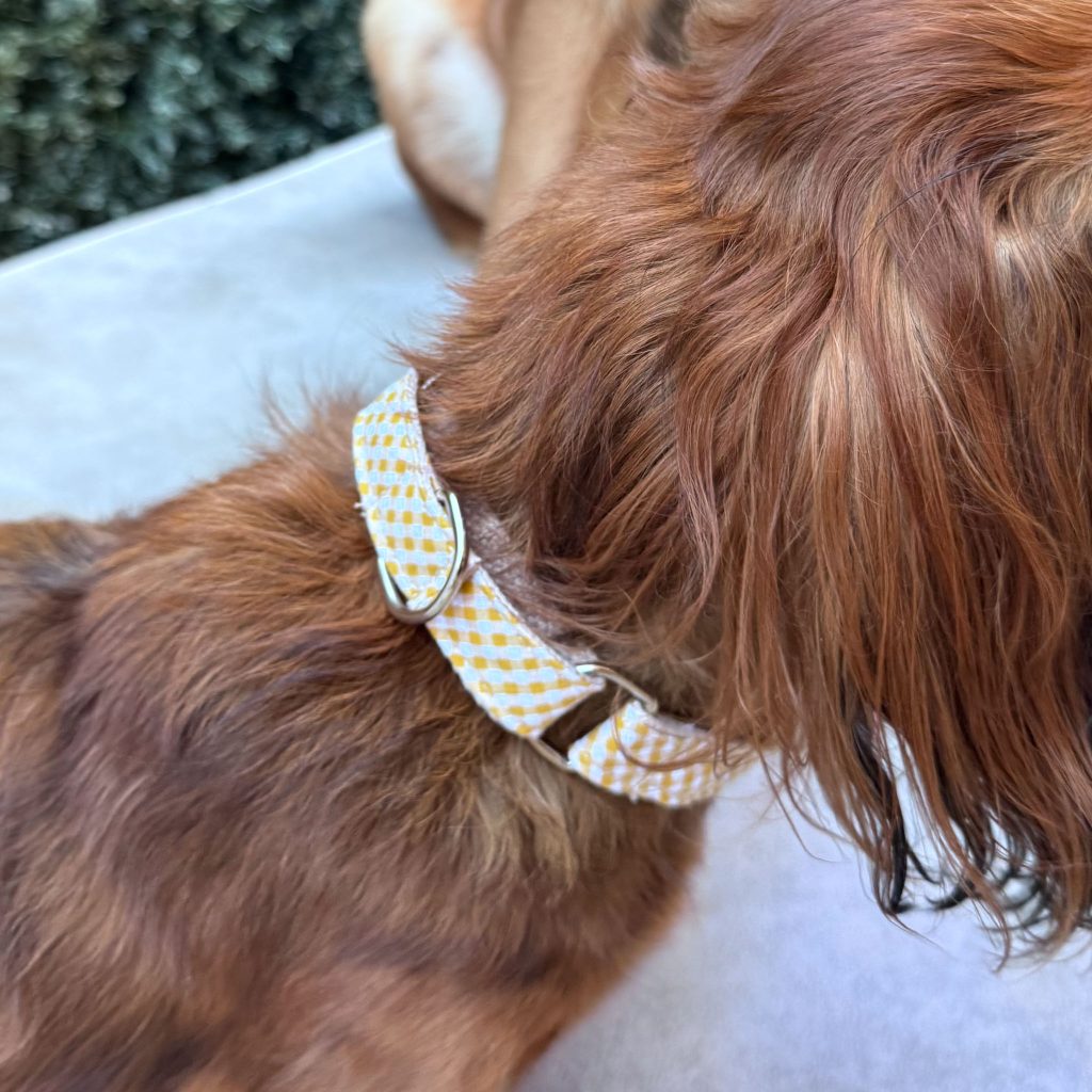 Martingale Dog Collar