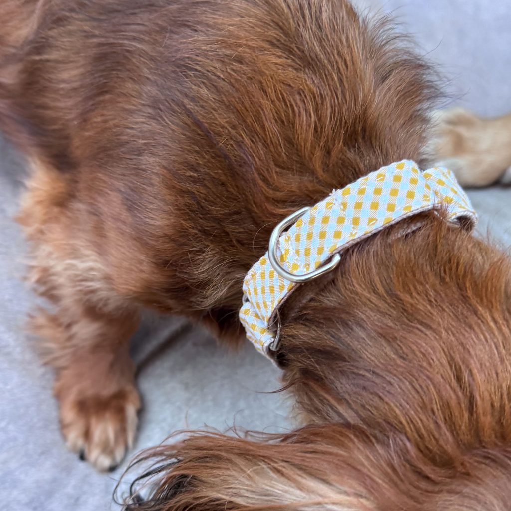 Martingale Dog Collar