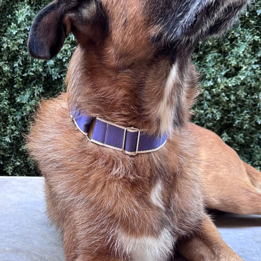 Martingale Dog Collar