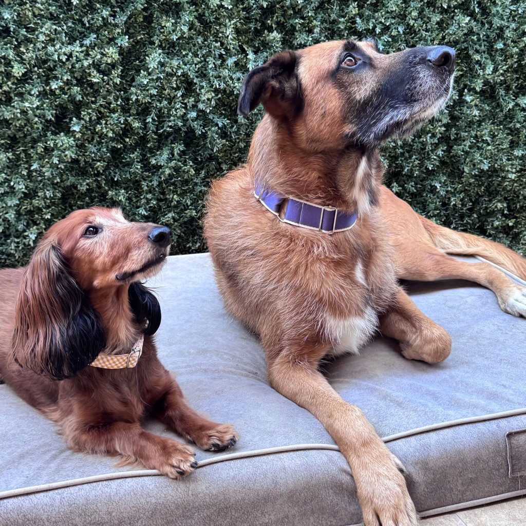 Martingale Dog Collar