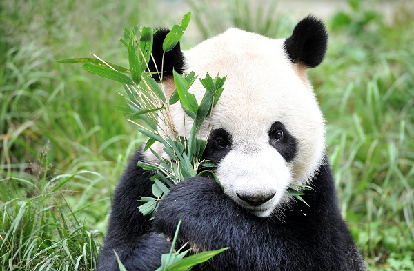 panda bear fabrics