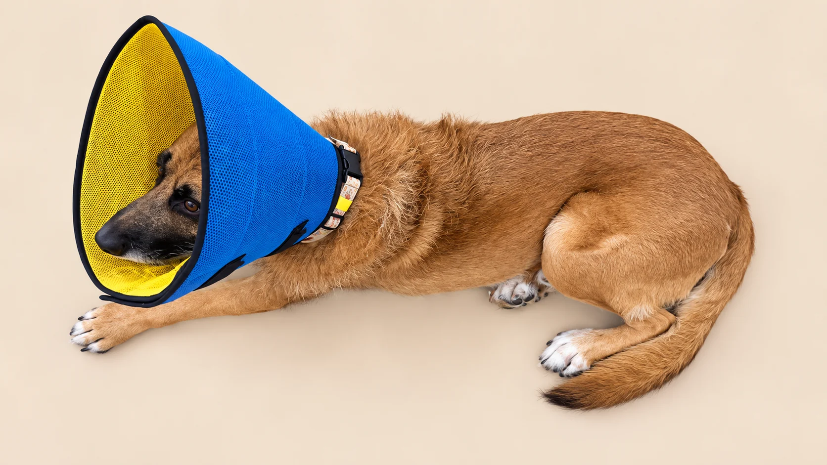 Elizabethan Collar (Pet Cone)