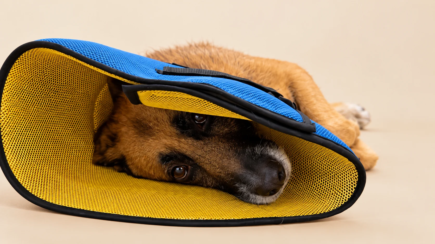 Elizabethan Collar (Pet Cone)