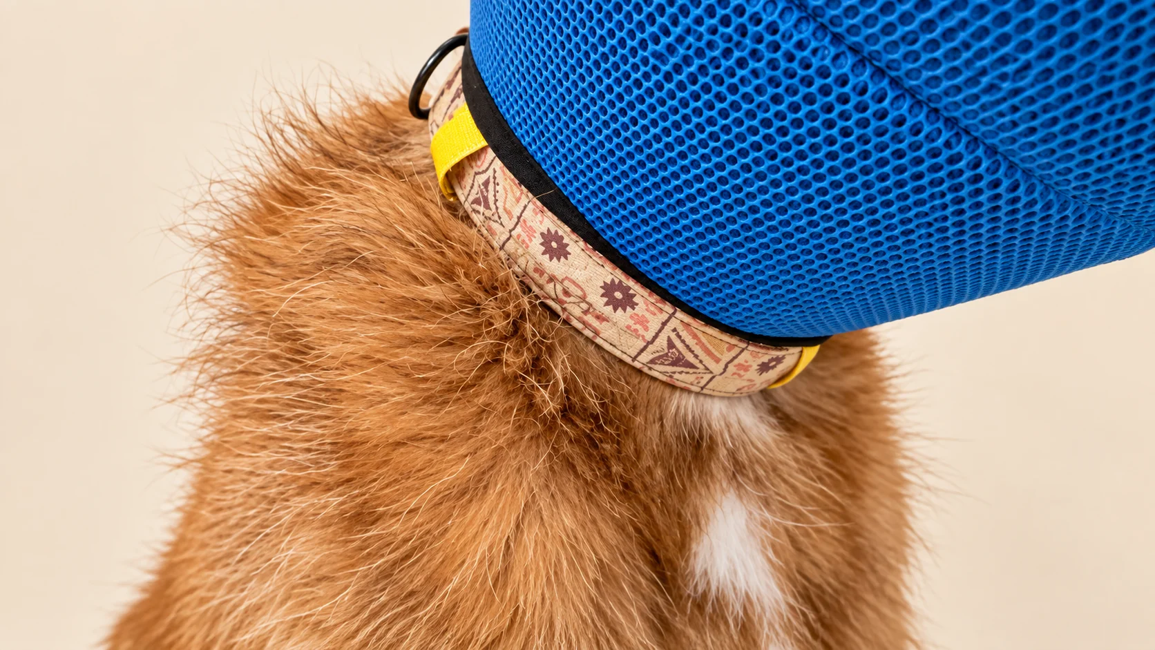 Elizabethan Collar (Pet Cone)
