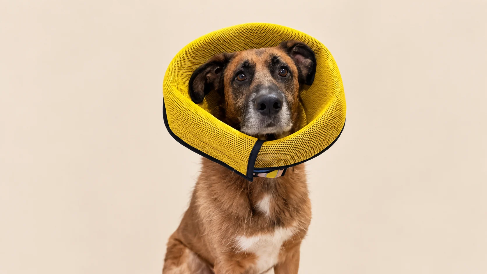 Elizabethan Collar (Pet Cone)