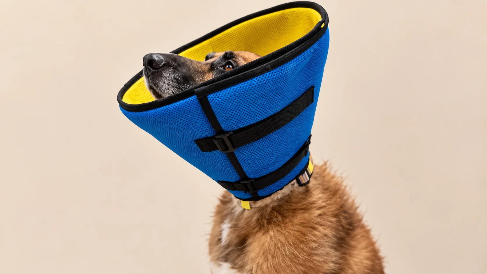Elizabethan Collar (Pet Cone)