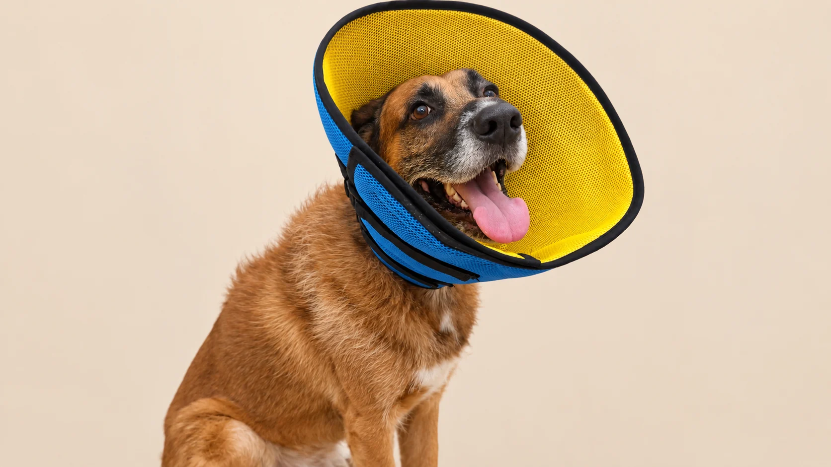Elizabethan Collar (Pet Cone)
